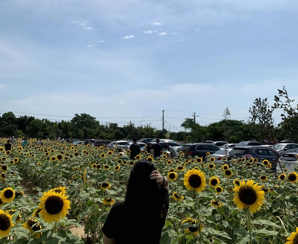 桃園市|向陽農場|向日葵花海親子賞花包車