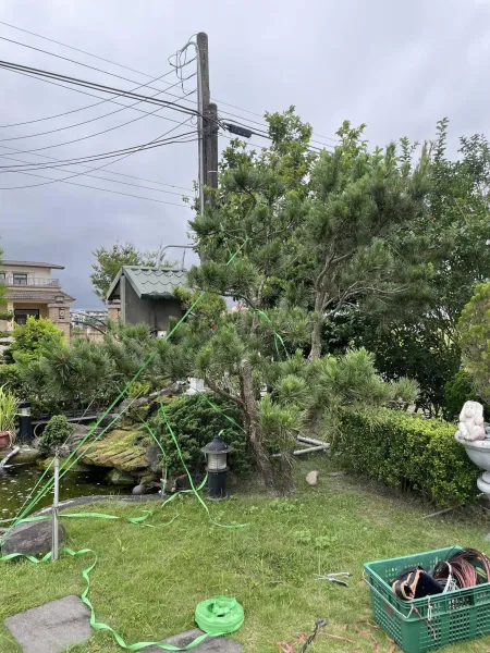 2024/05/21黑松剪枝塑形