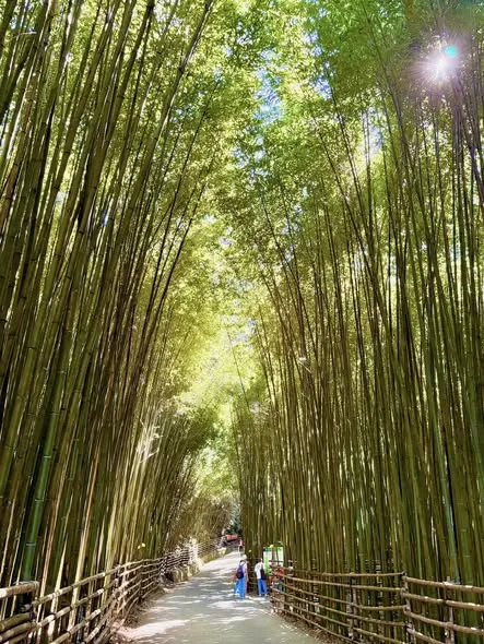 絕美的台版京都嵐山竹林秘境～～