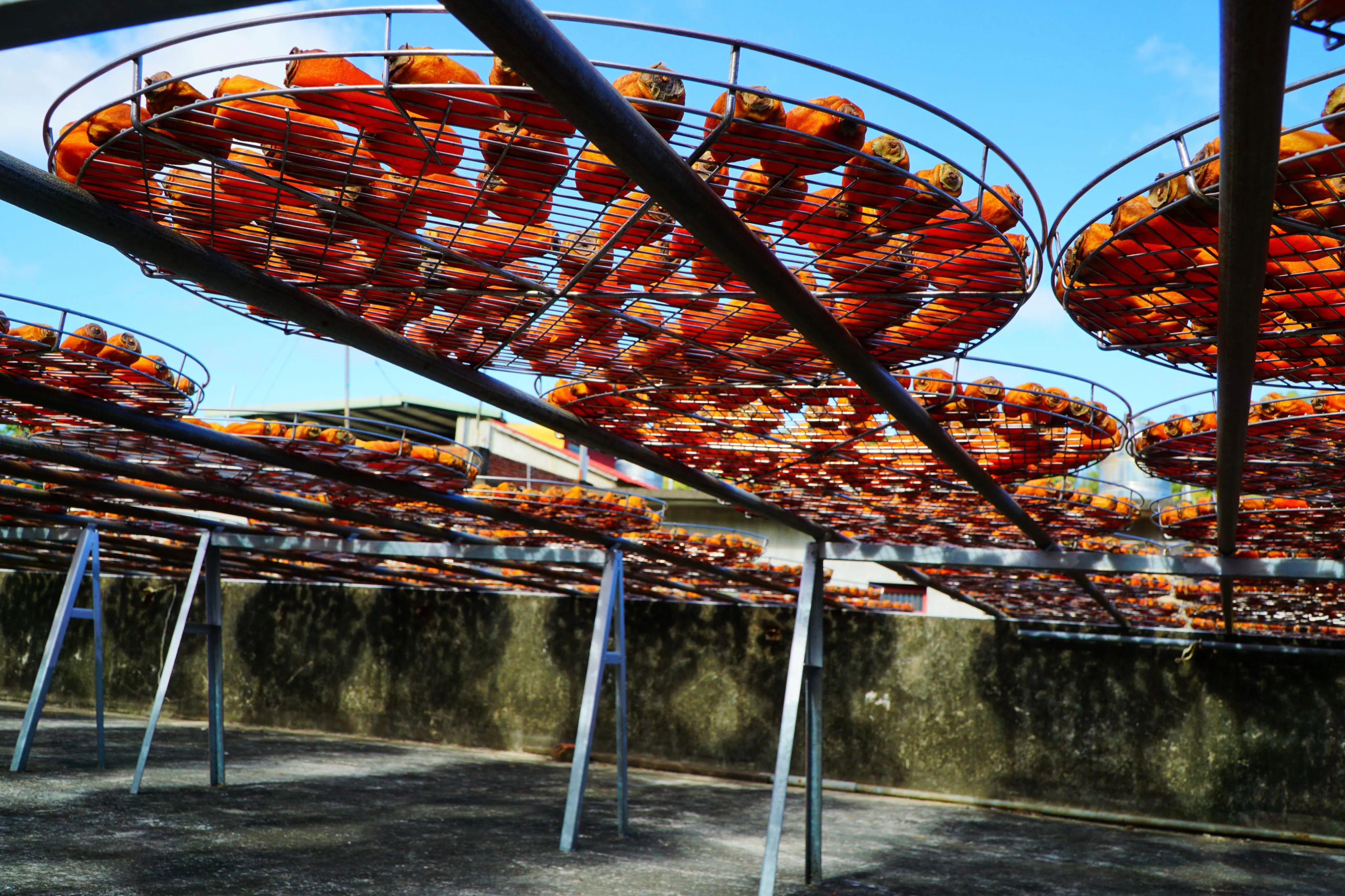 ❤️『新竹』雪霸國家公園~觀霧森林遊樂區二日遊