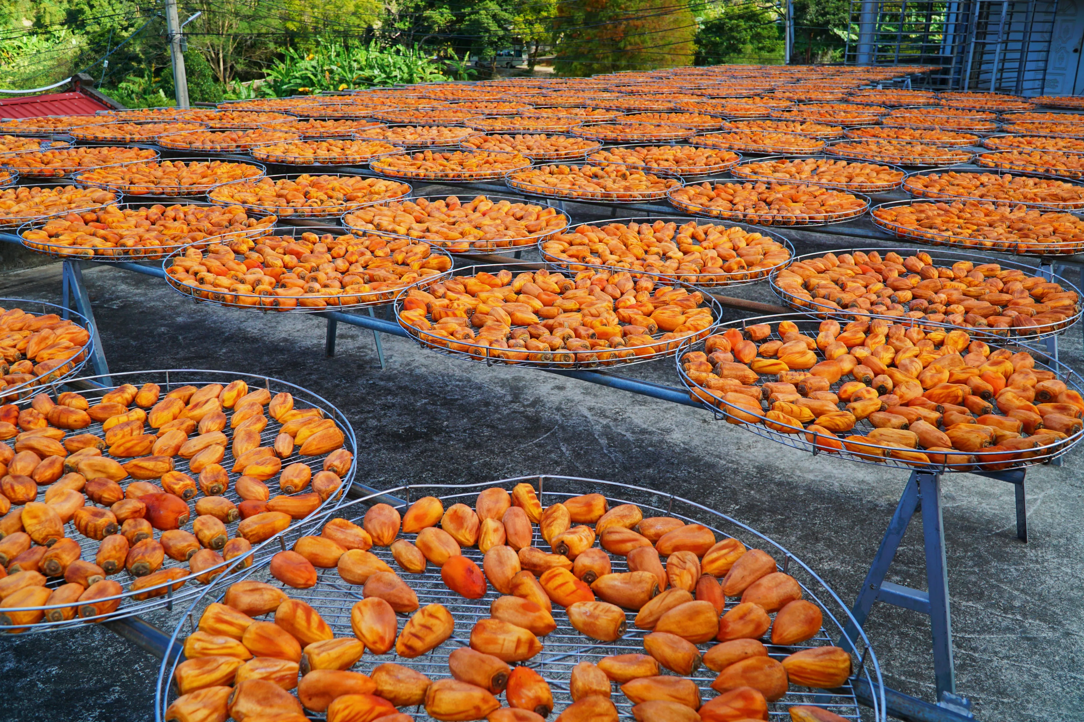❤️『新竹』雪霸國家公園~觀霧森林遊樂區二日遊