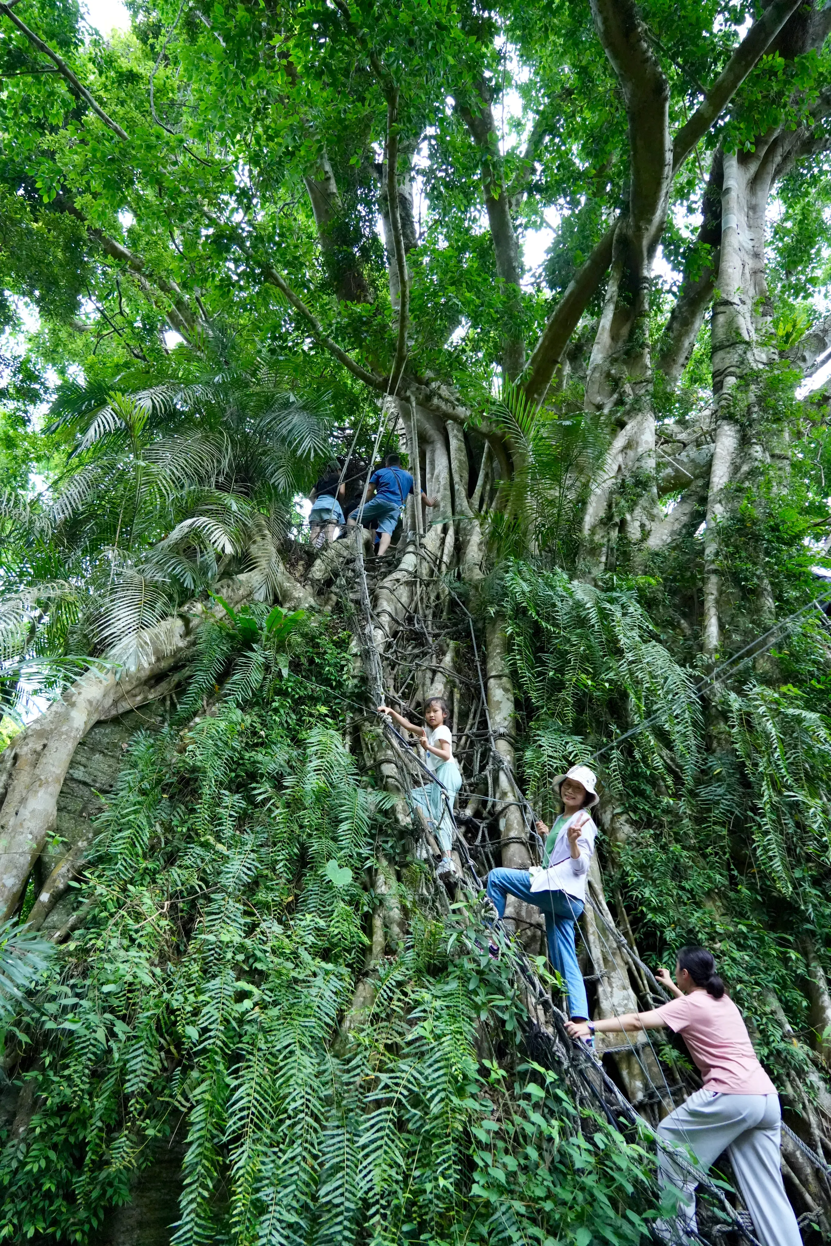 ❣️【台東】鸞山部落生態之旅-探訪阿凡達生命之樹/鸞山森林博物館三日遊