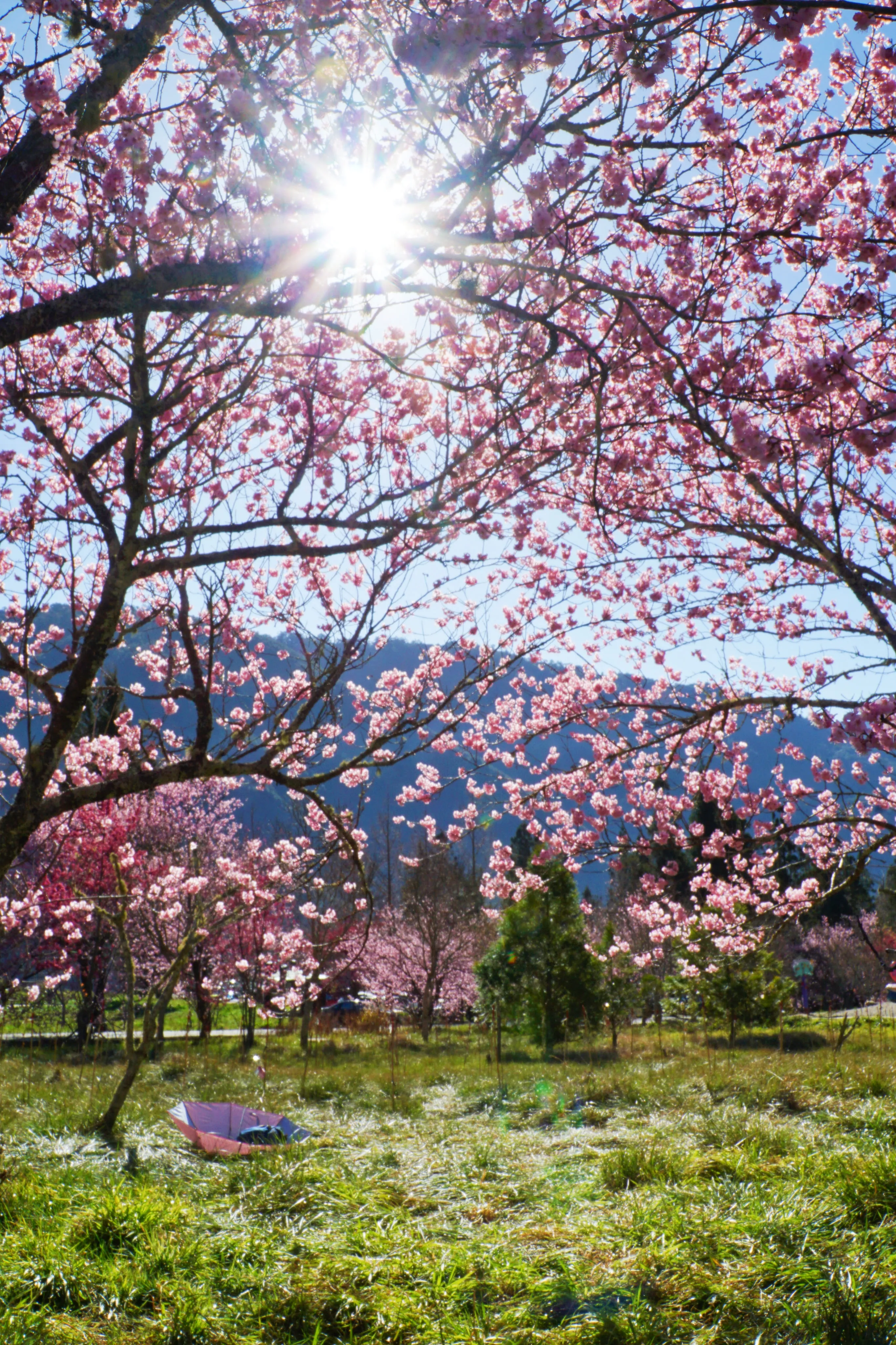 ❣️武陵櫻花季