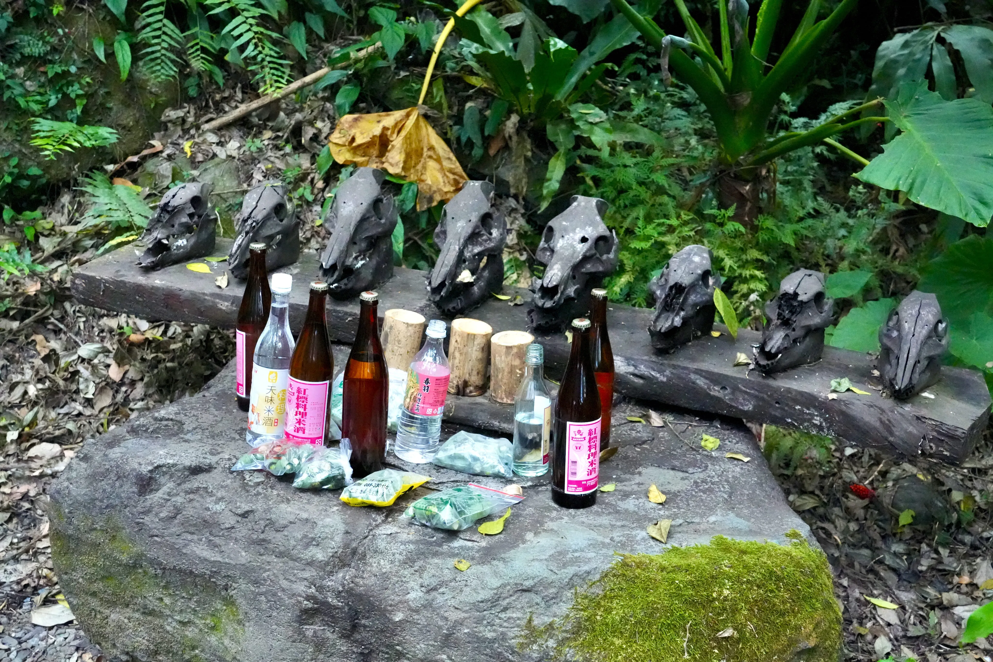❣️【台東】鸞山部落生態之旅-探訪阿凡達生命之樹/鸞山森林博物館三日遊