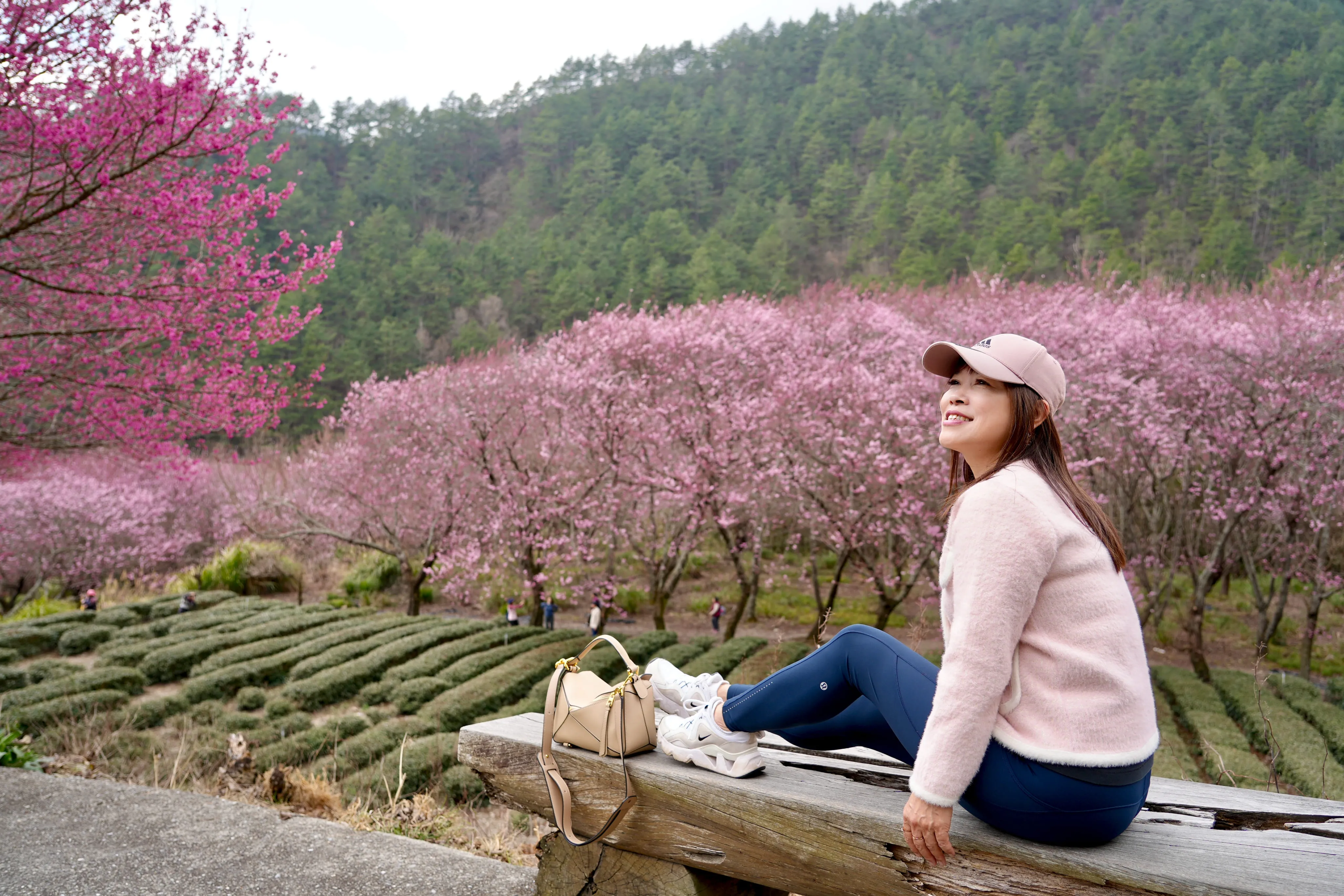 ❣️武陵櫻花季
