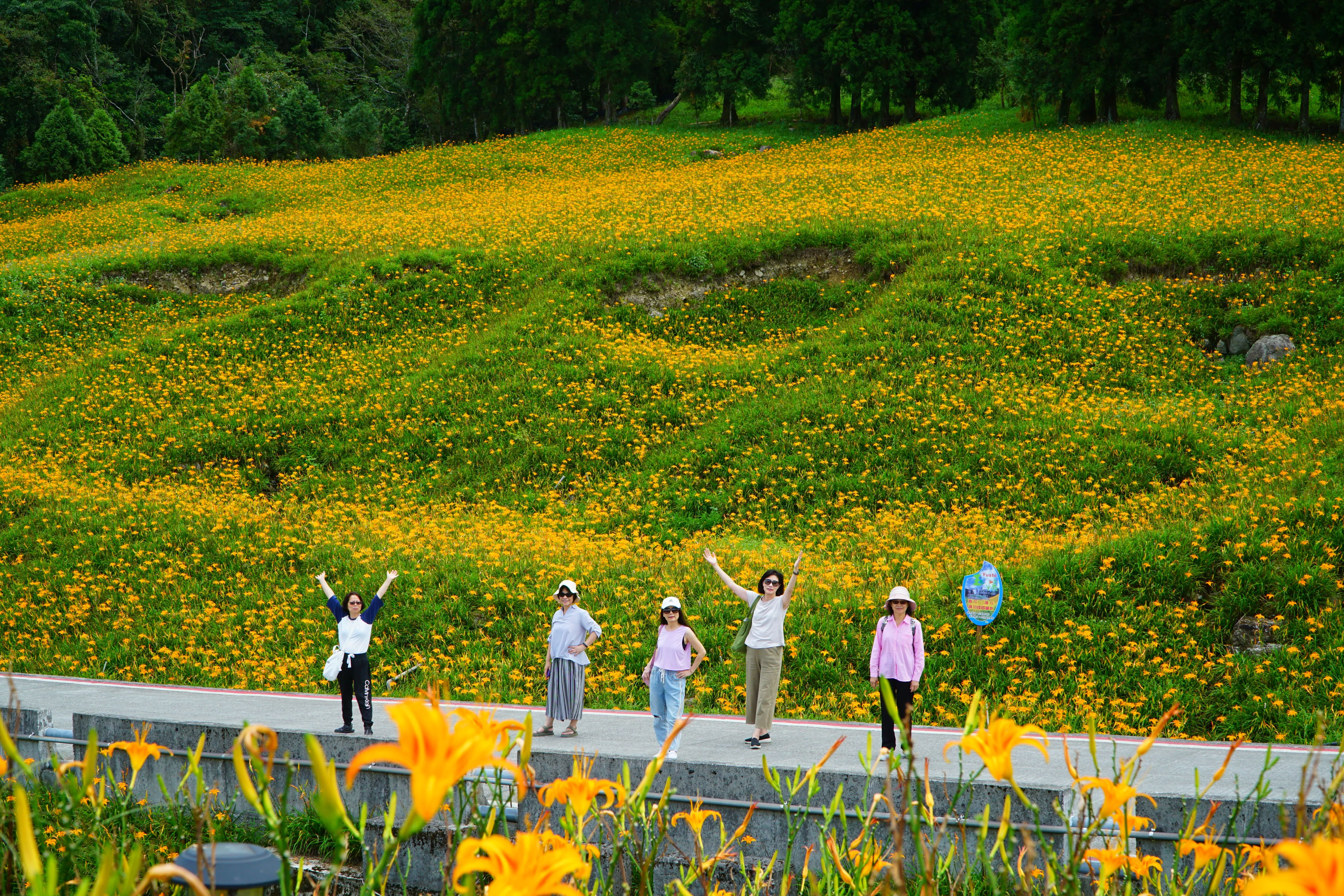 ❣️花東縱谷之美『赤柯山、六十石山金針山』