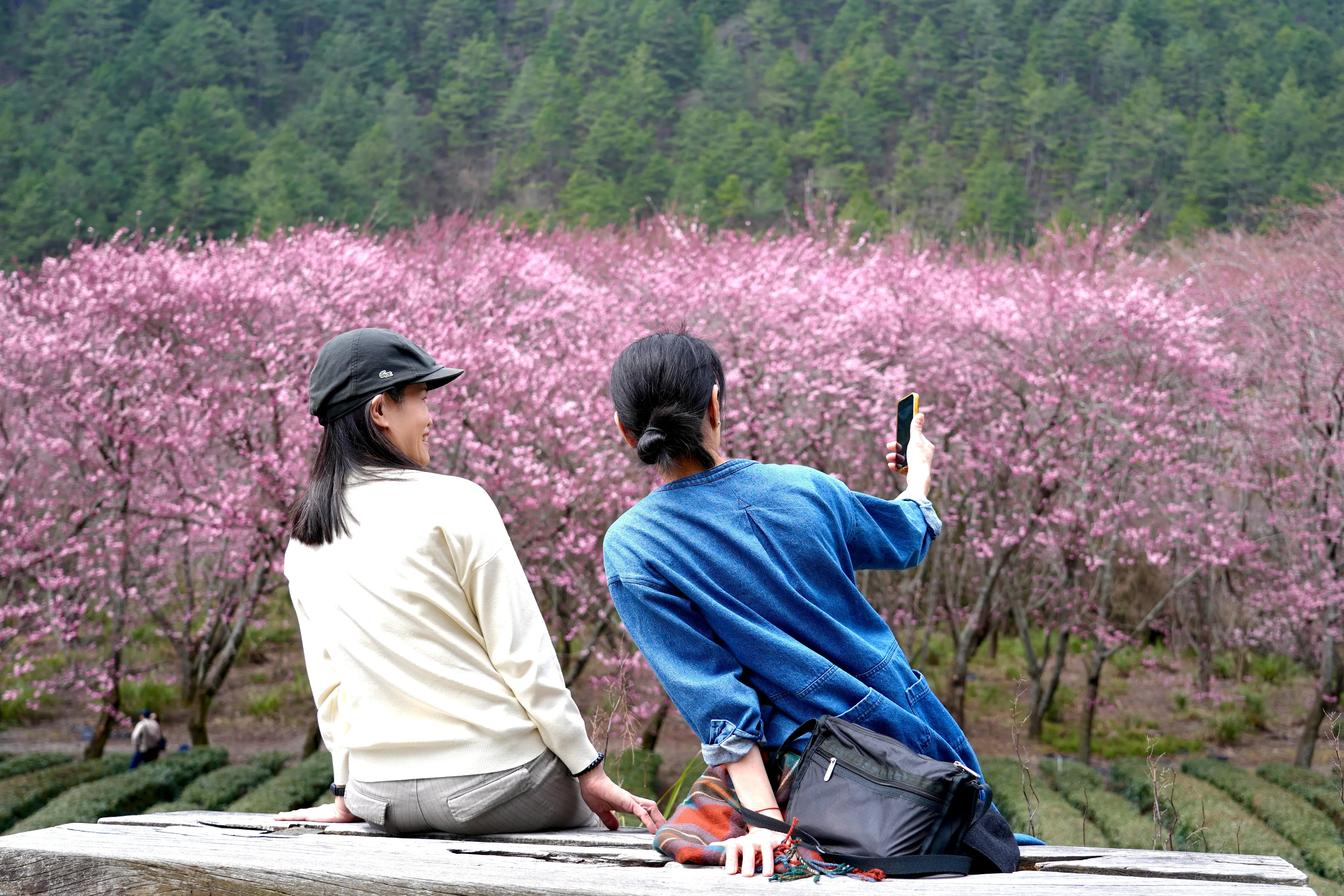 ❣️武陵櫻花季