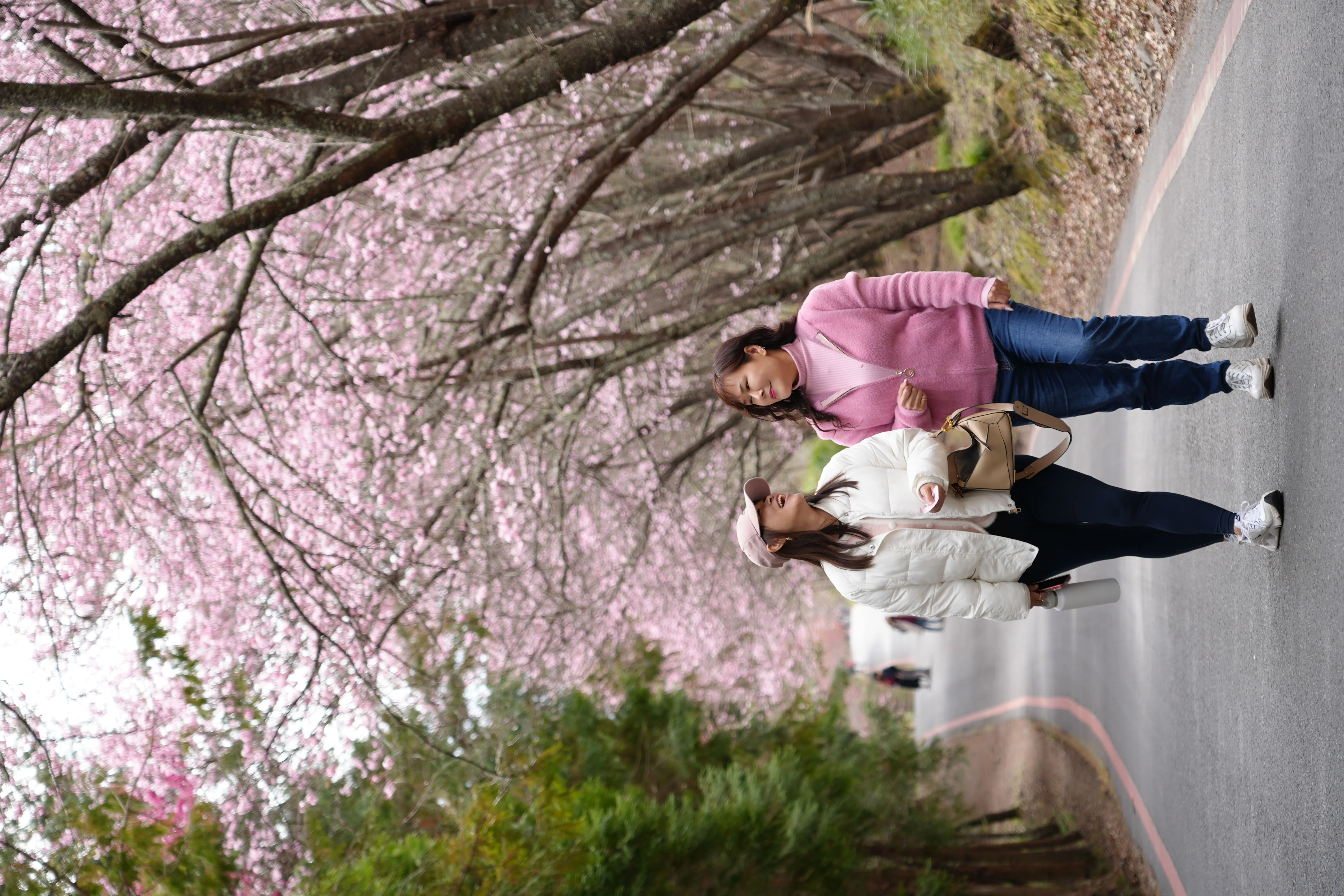 ❣️武陵櫻花季