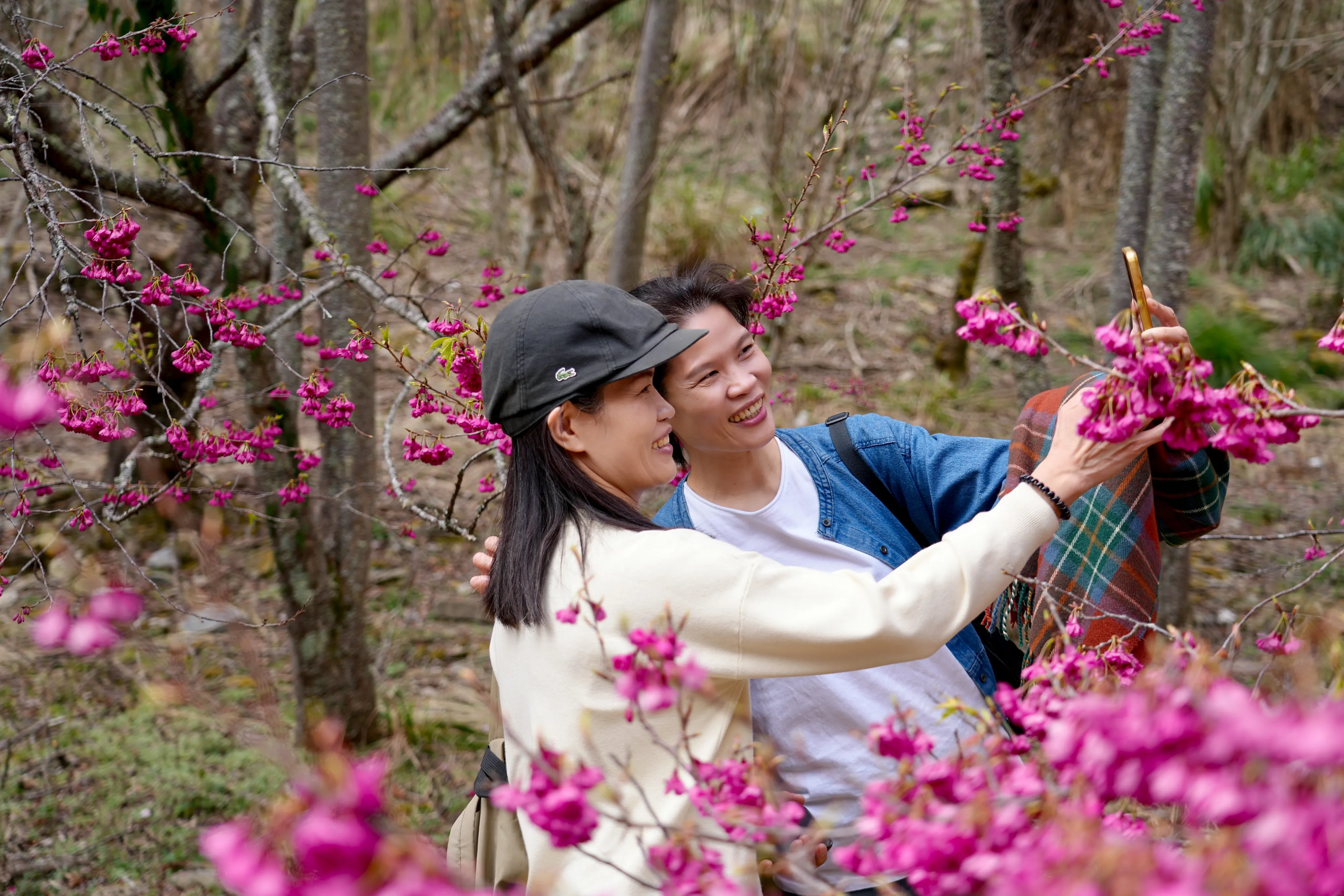 ❣️武陵櫻花季