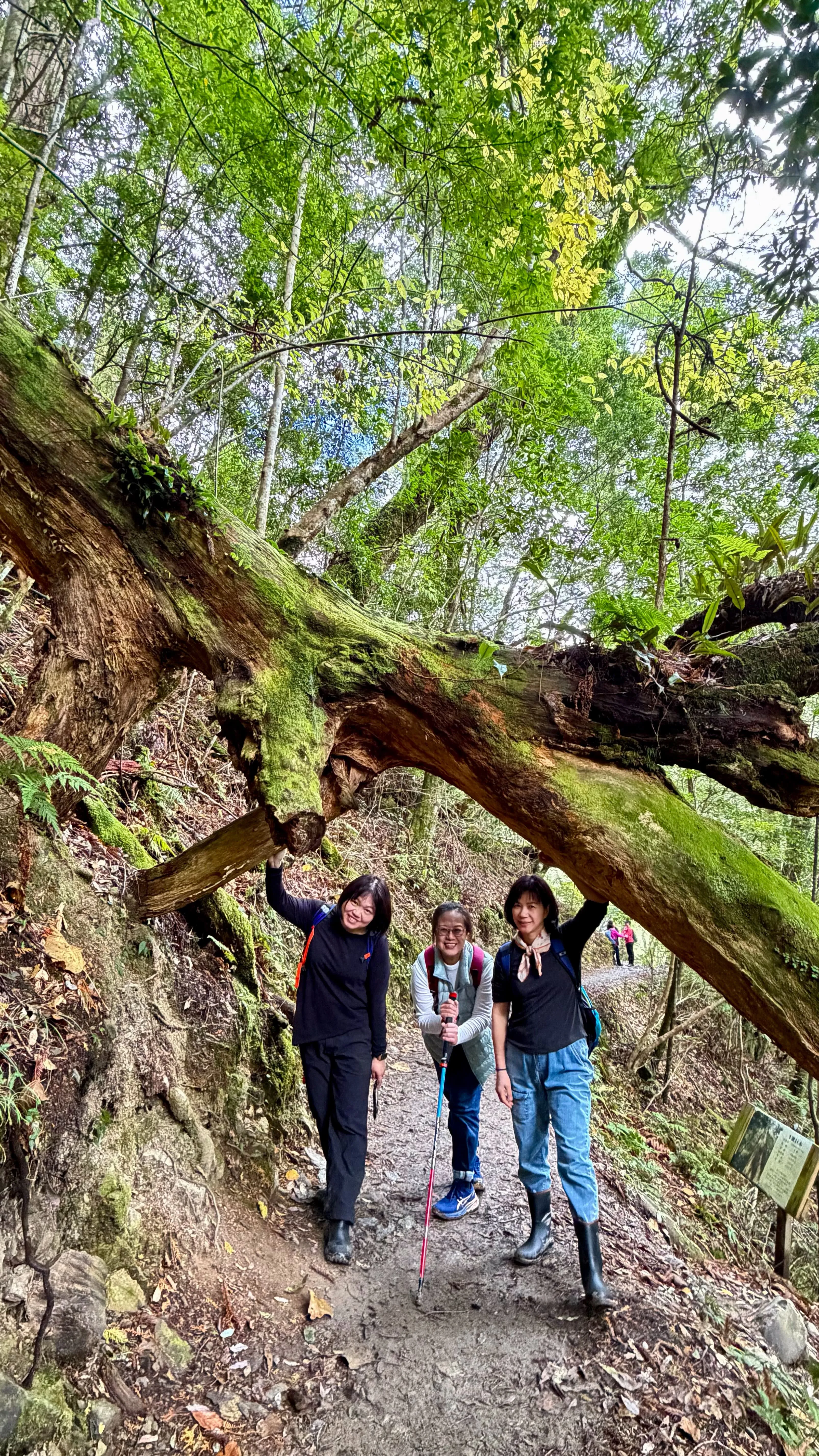 ❣️【上帝的部落-司馬庫斯】二日遊