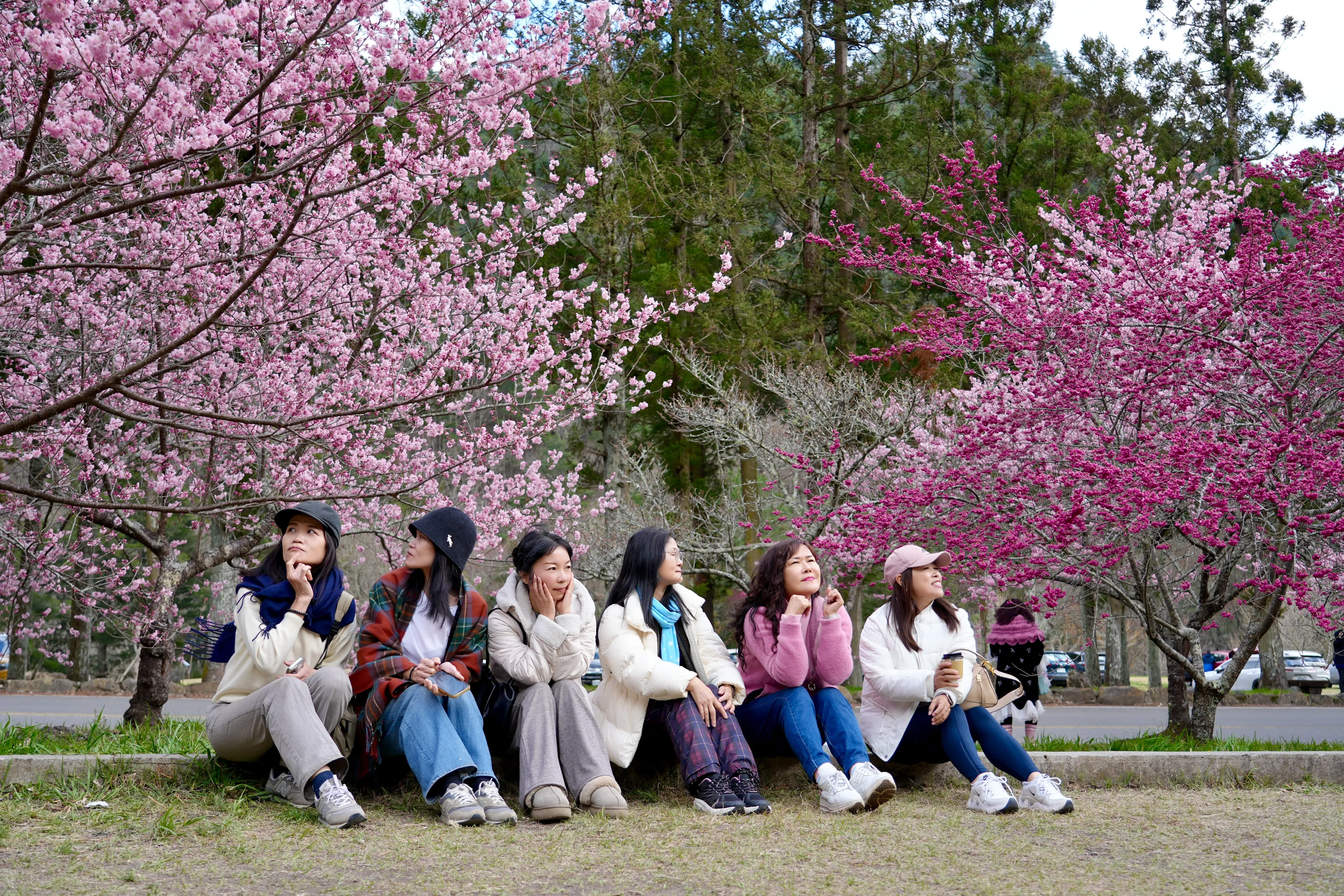 ❣️武陵櫻花季