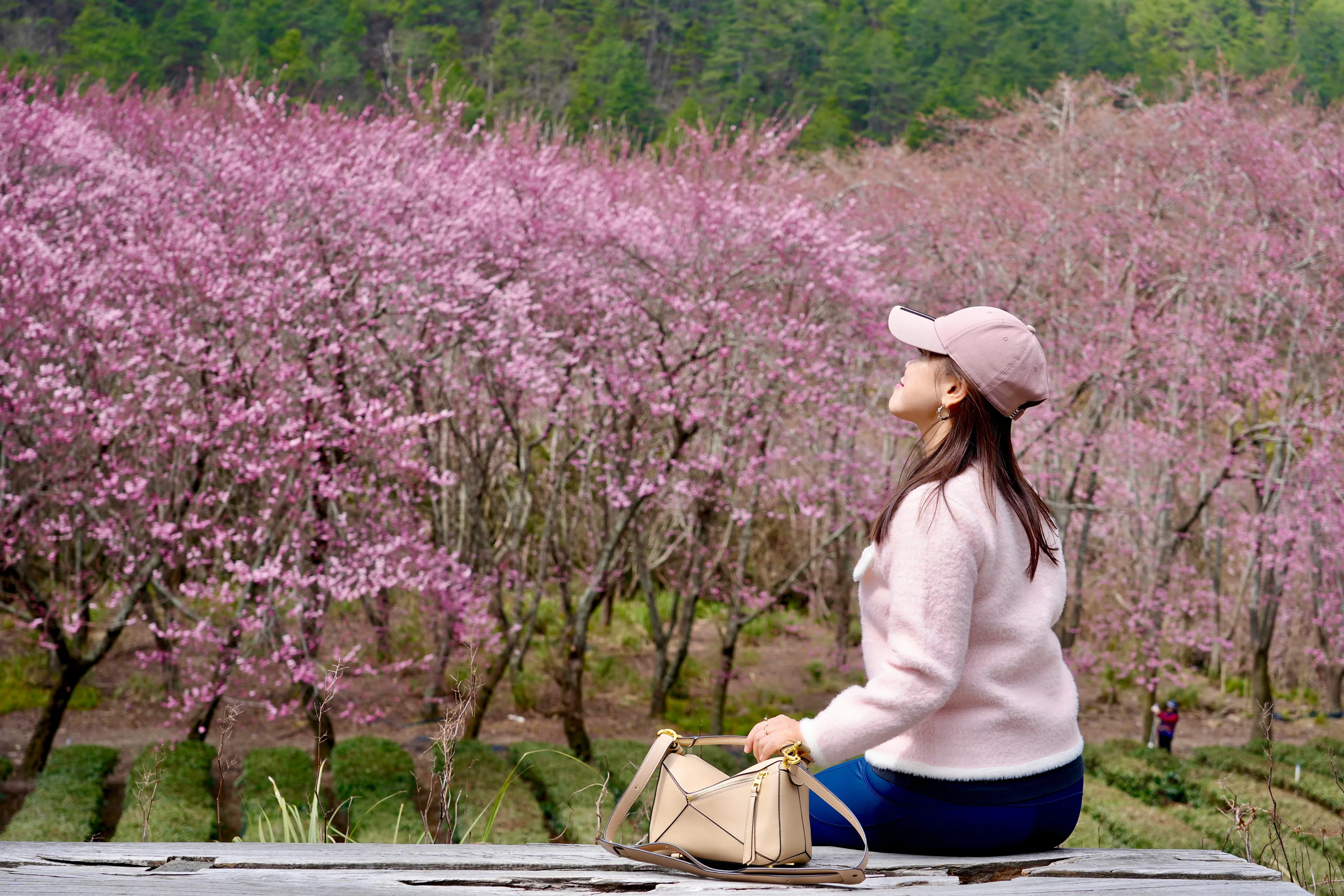 ❣️武陵櫻花季