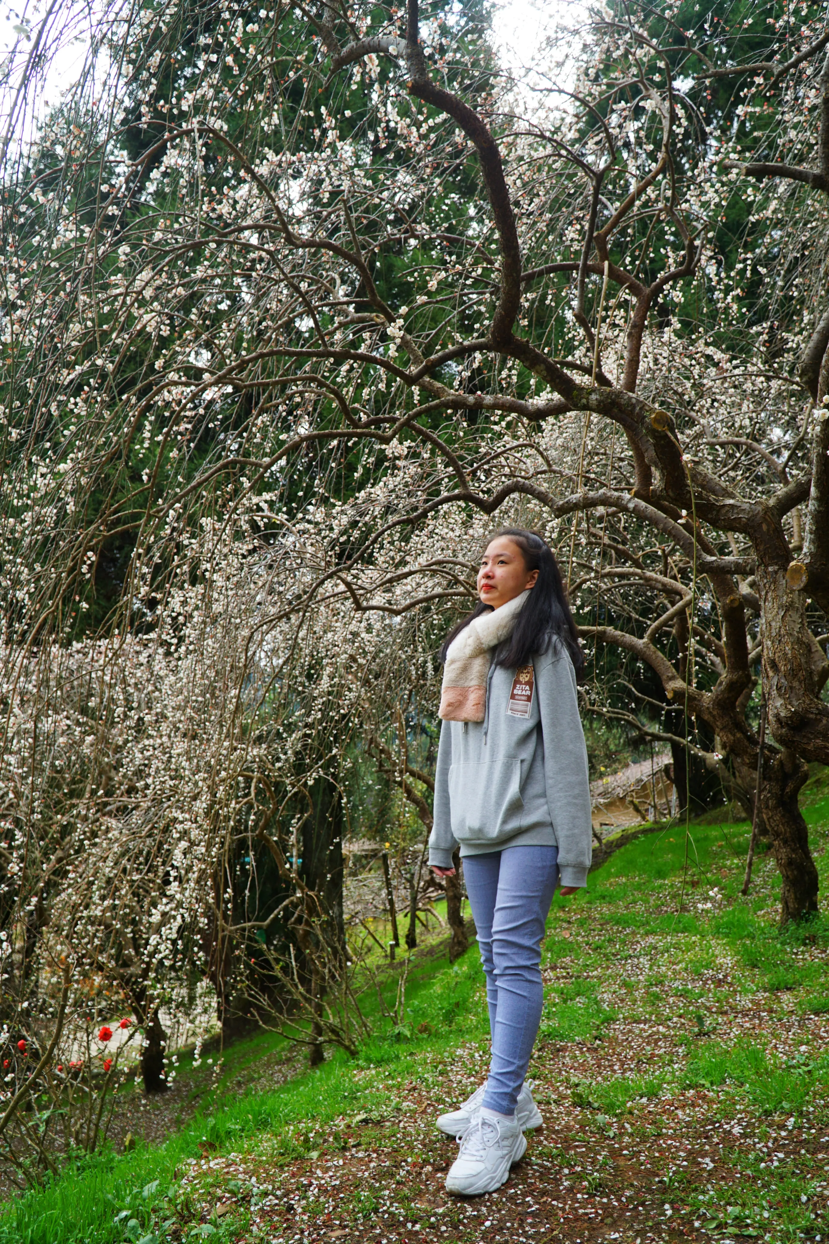 ❤️『新竹』雪霸國家公園~觀霧森林遊樂區二日遊