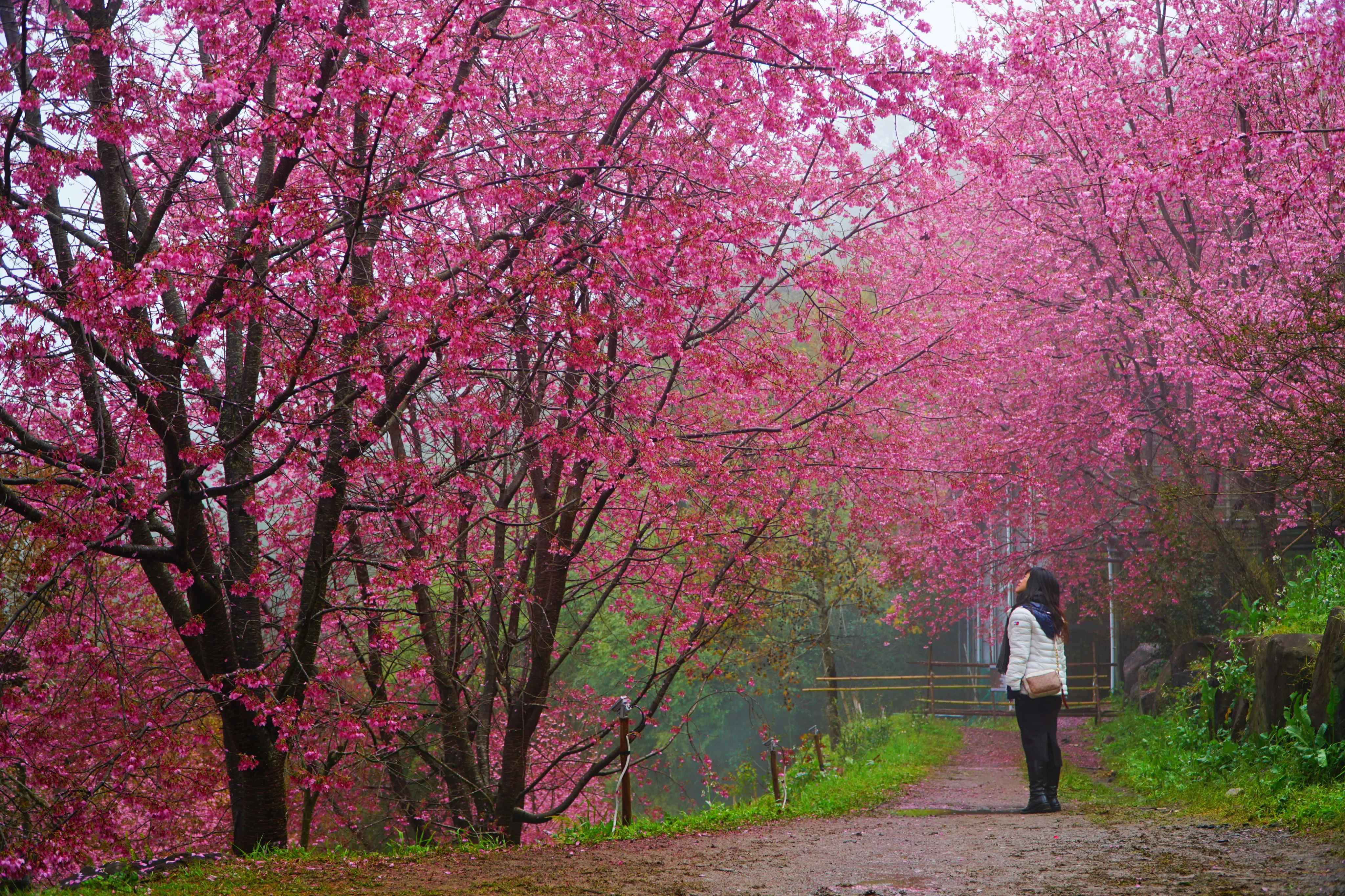 ❣️【上帝的部落-司馬庫斯】二日遊