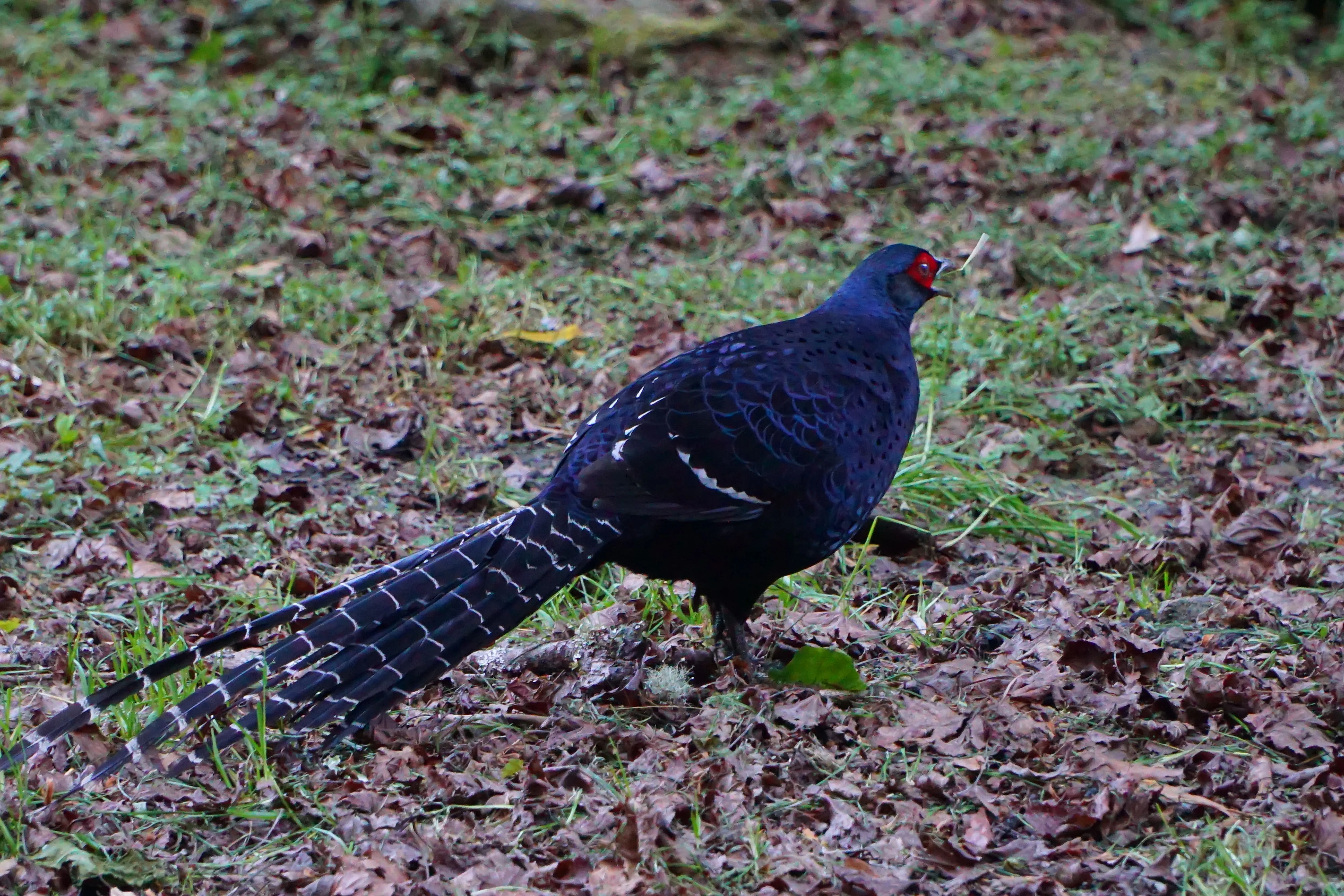 ❤️阿里山神木群、特富野古道三日遊