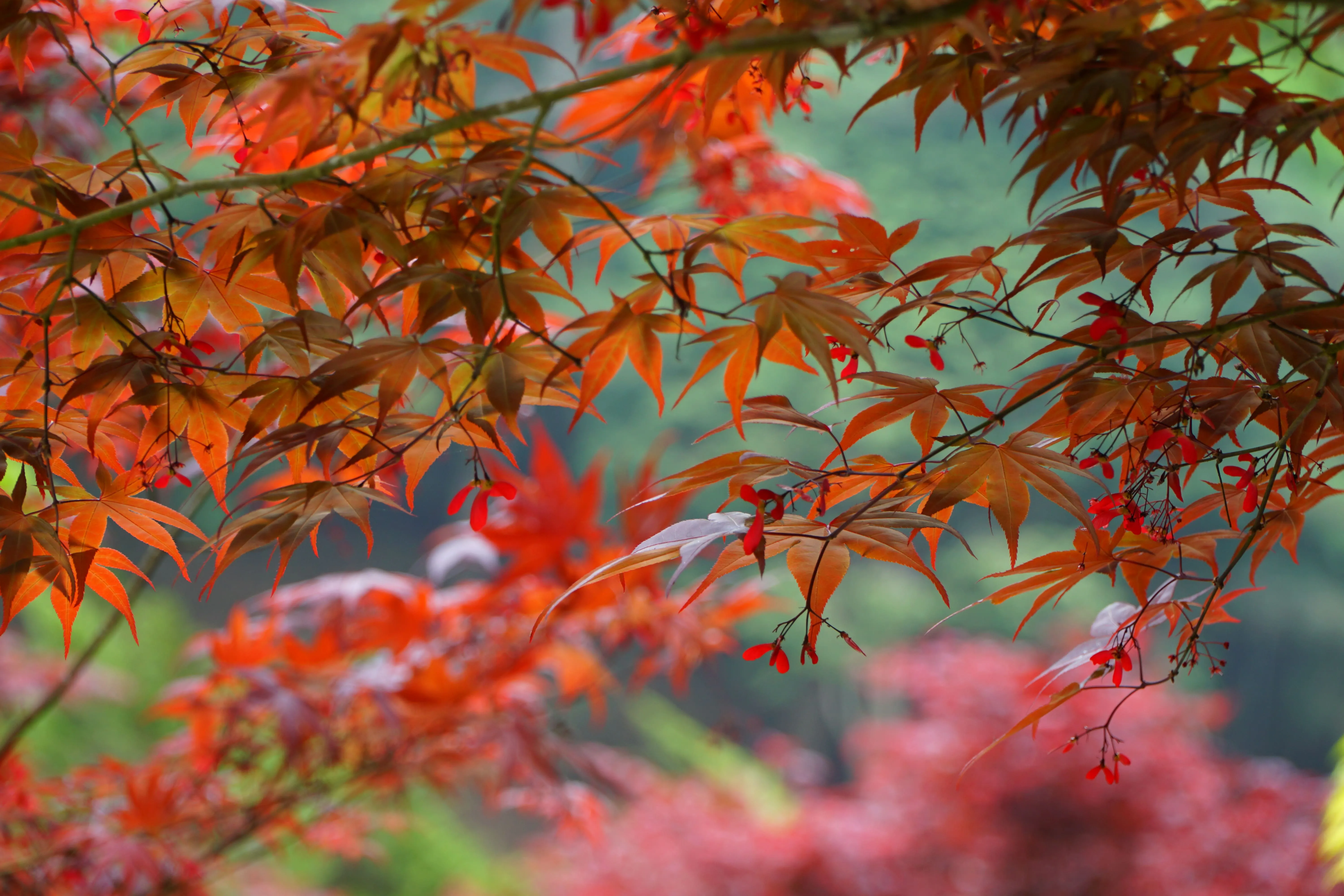 ❣️杉林溪森林生態渡假園區
