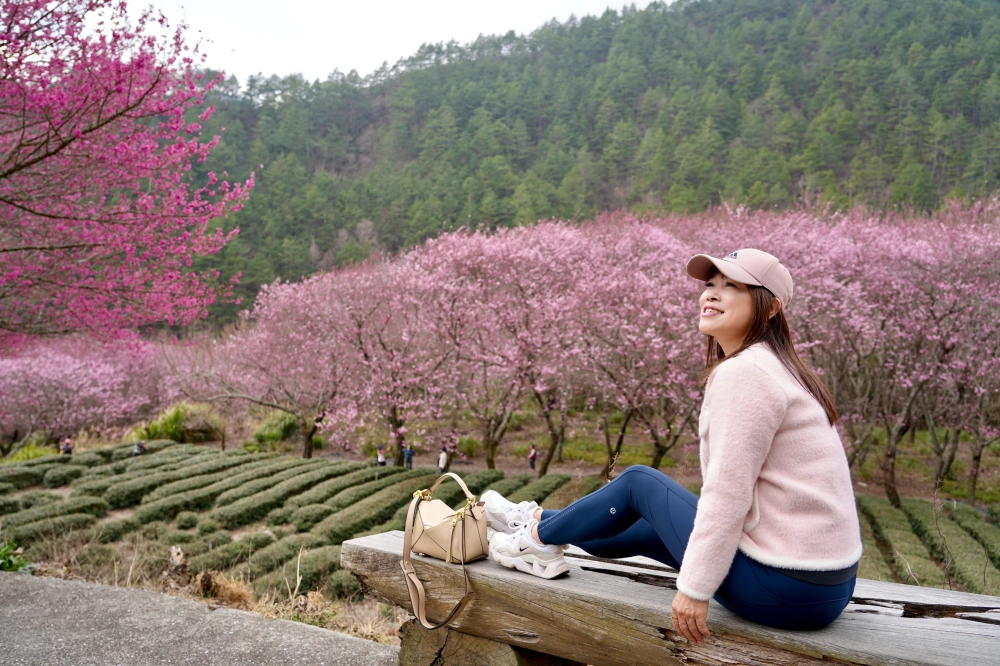武陵櫻花季