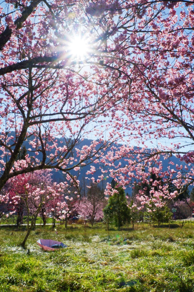 武陵櫻花季