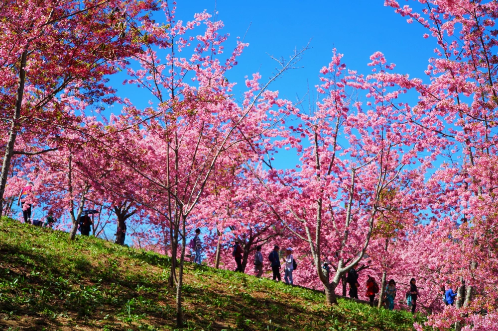 福壽山櫻花季