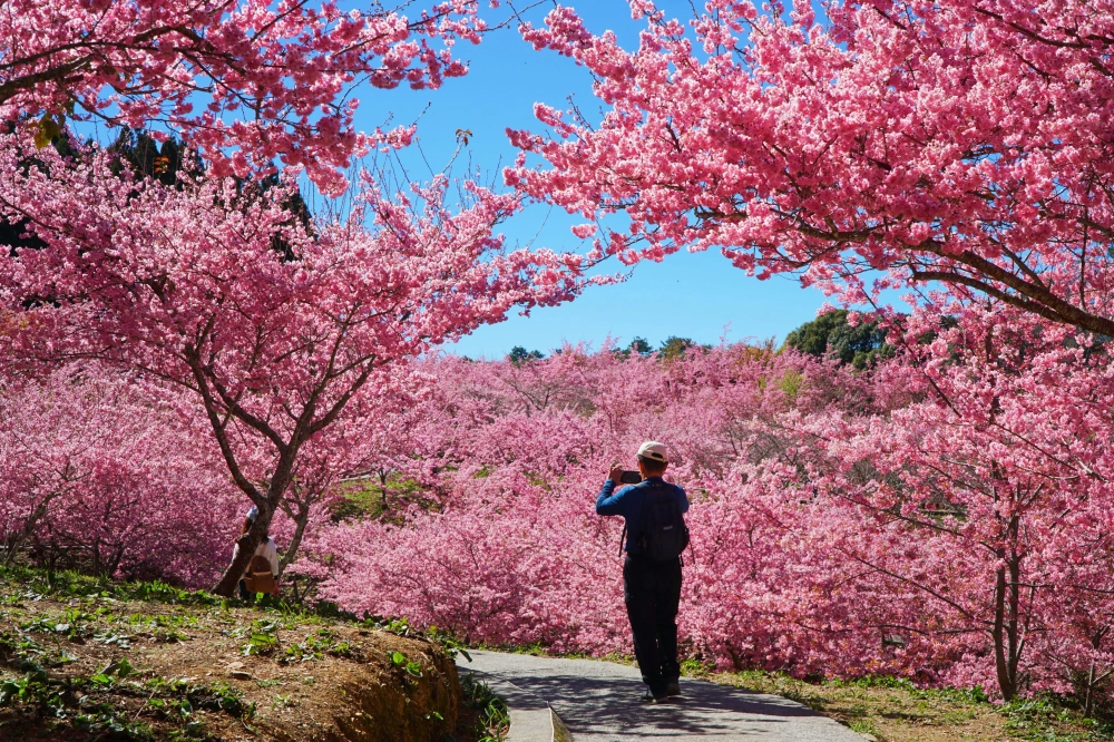 福壽山櫻花季