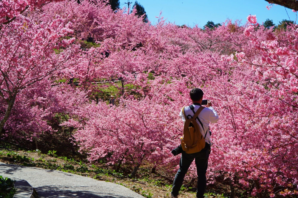 福壽山櫻花季
