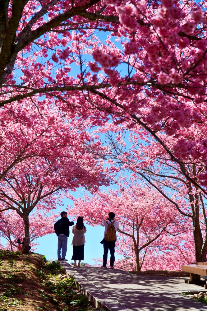 福壽山櫻花季