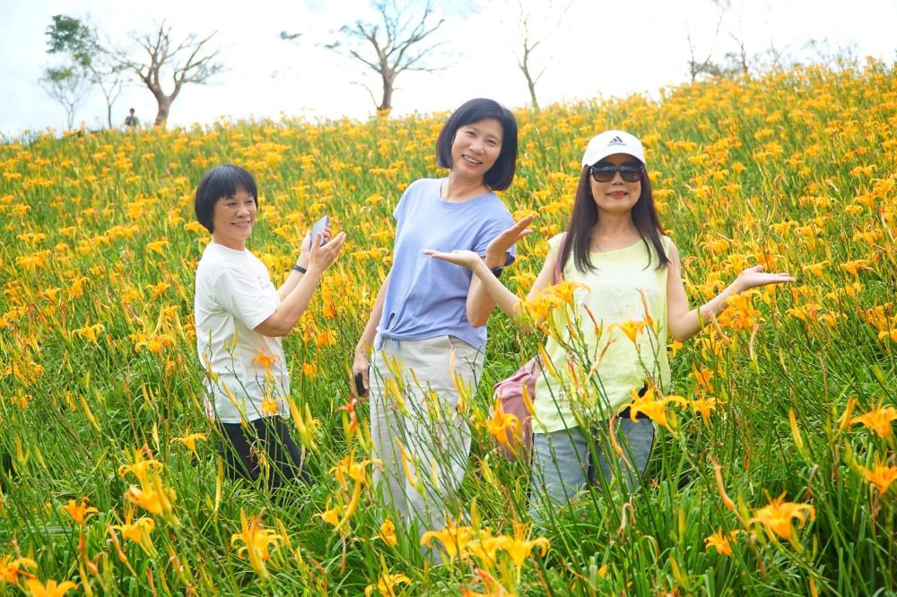 金針花季三日遊