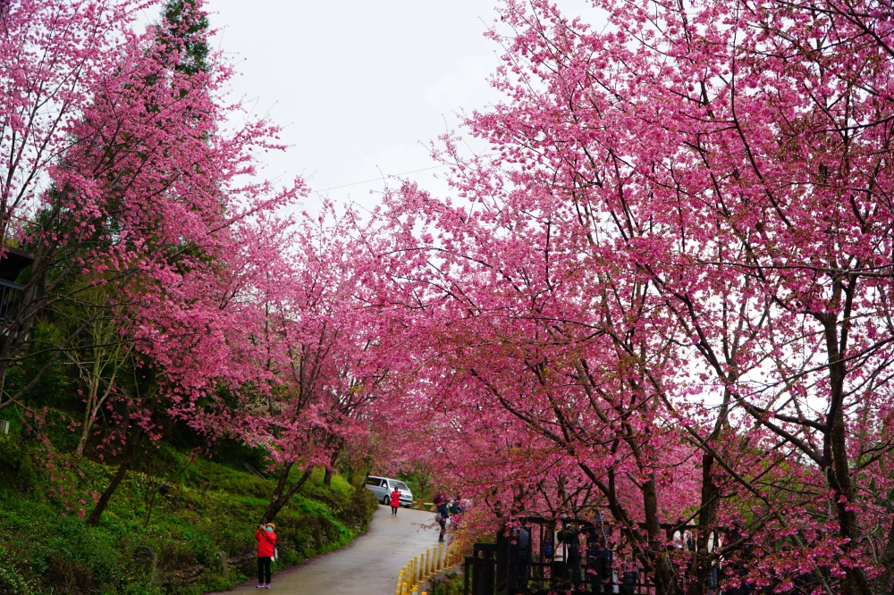 包車旅遊、包車旅拍