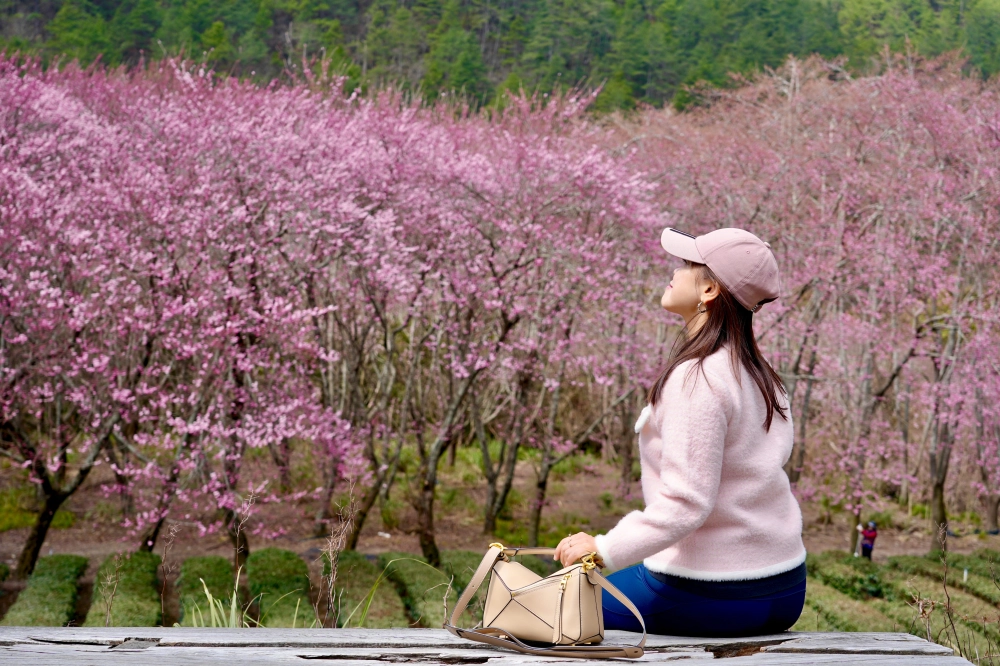 武陵櫻花季