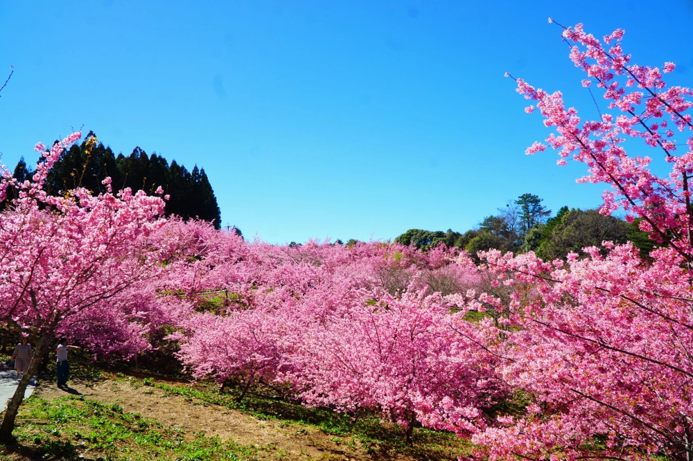 福壽山櫻花季