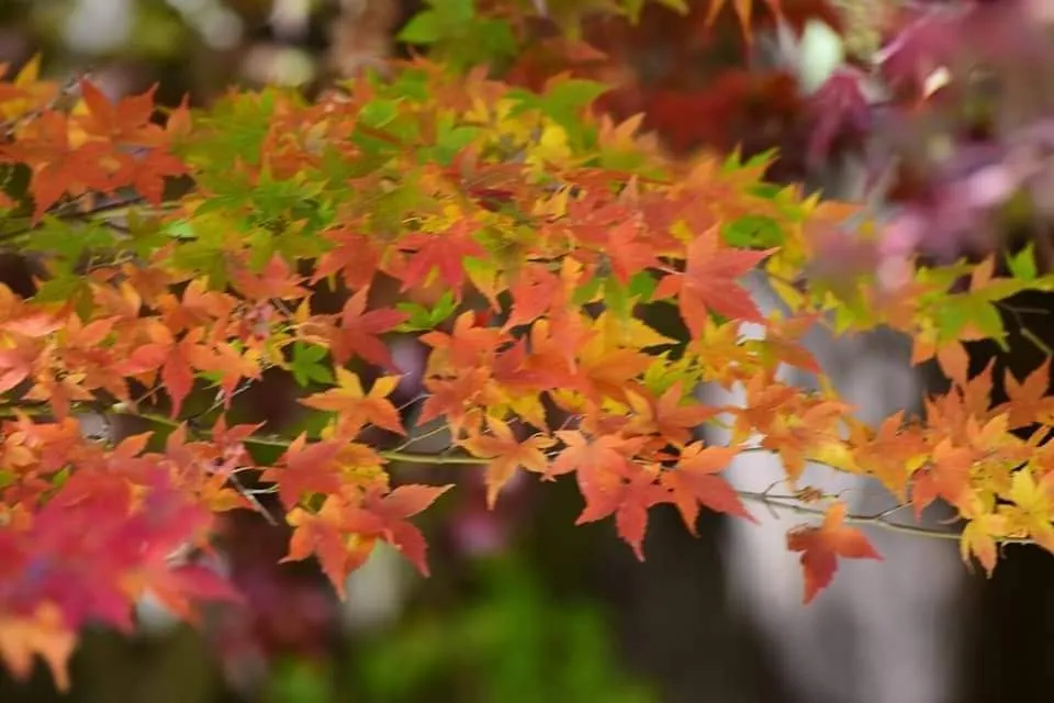 福壽山楓葉季
