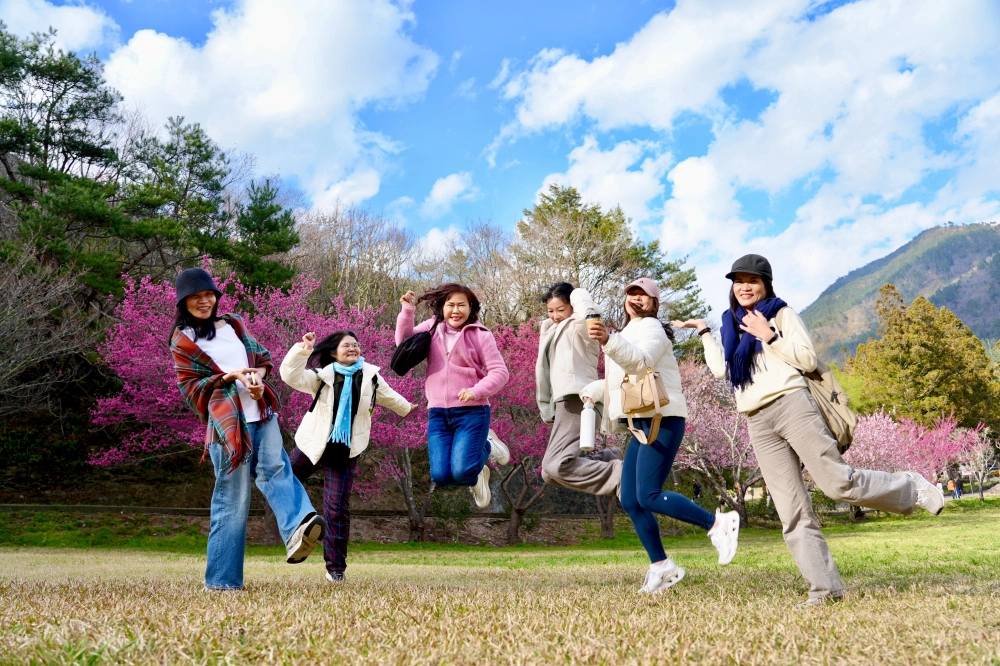 武陵櫻花季