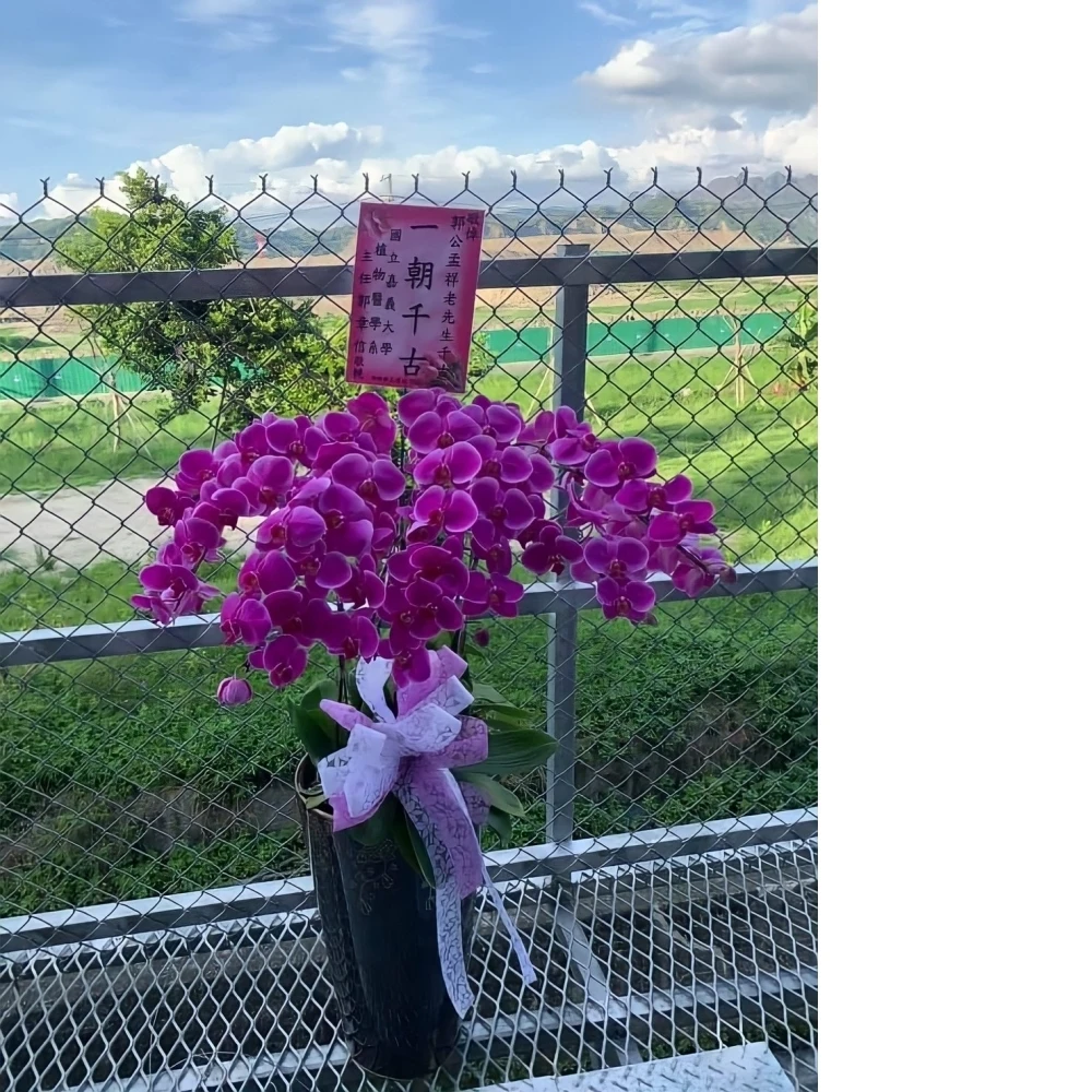 蘭花/喪禮花籃