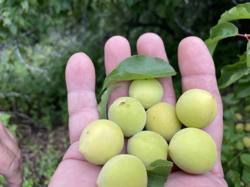 梅子利口酒 WILD PLUM LIQUEUR