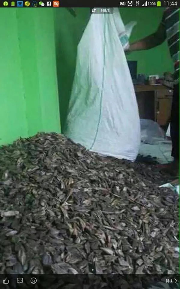 The agarwood market is full of this type of water-sinking agarwood!!!