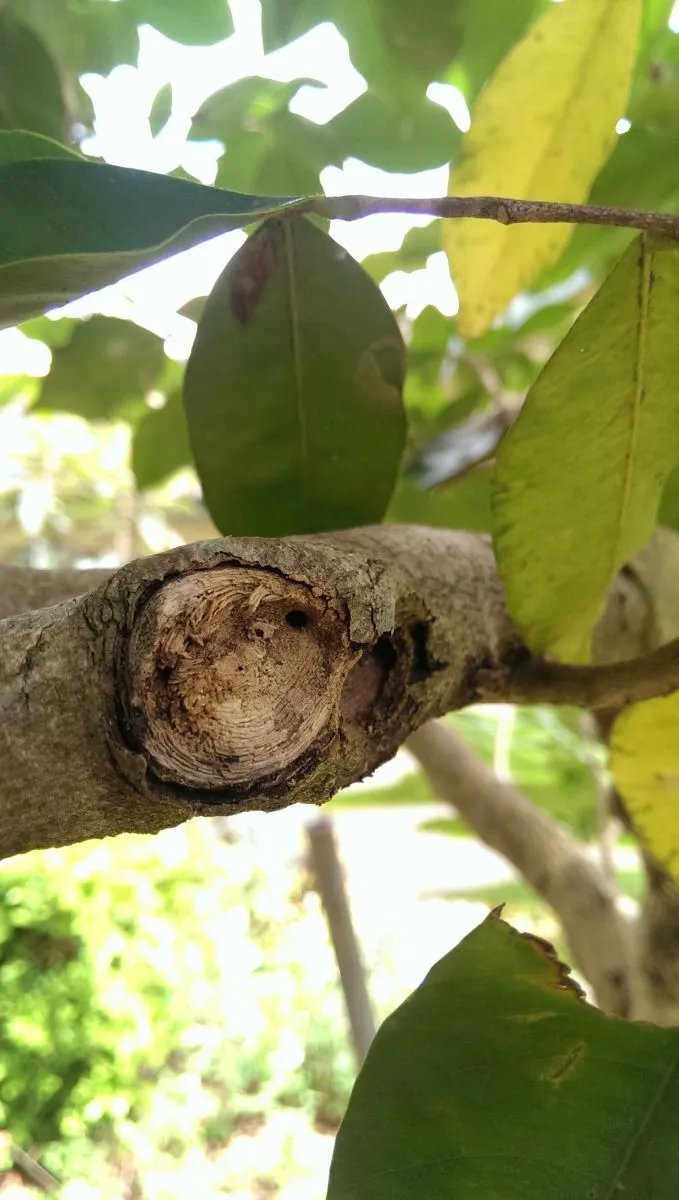 How does wild agarwood form?