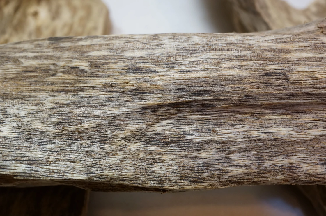 Malaysian Agarwood