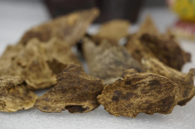 Wild Vietnamese Huian snail shells