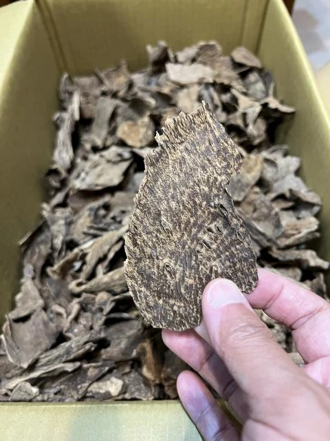 Wild Hong Kong Agarwood Pieces