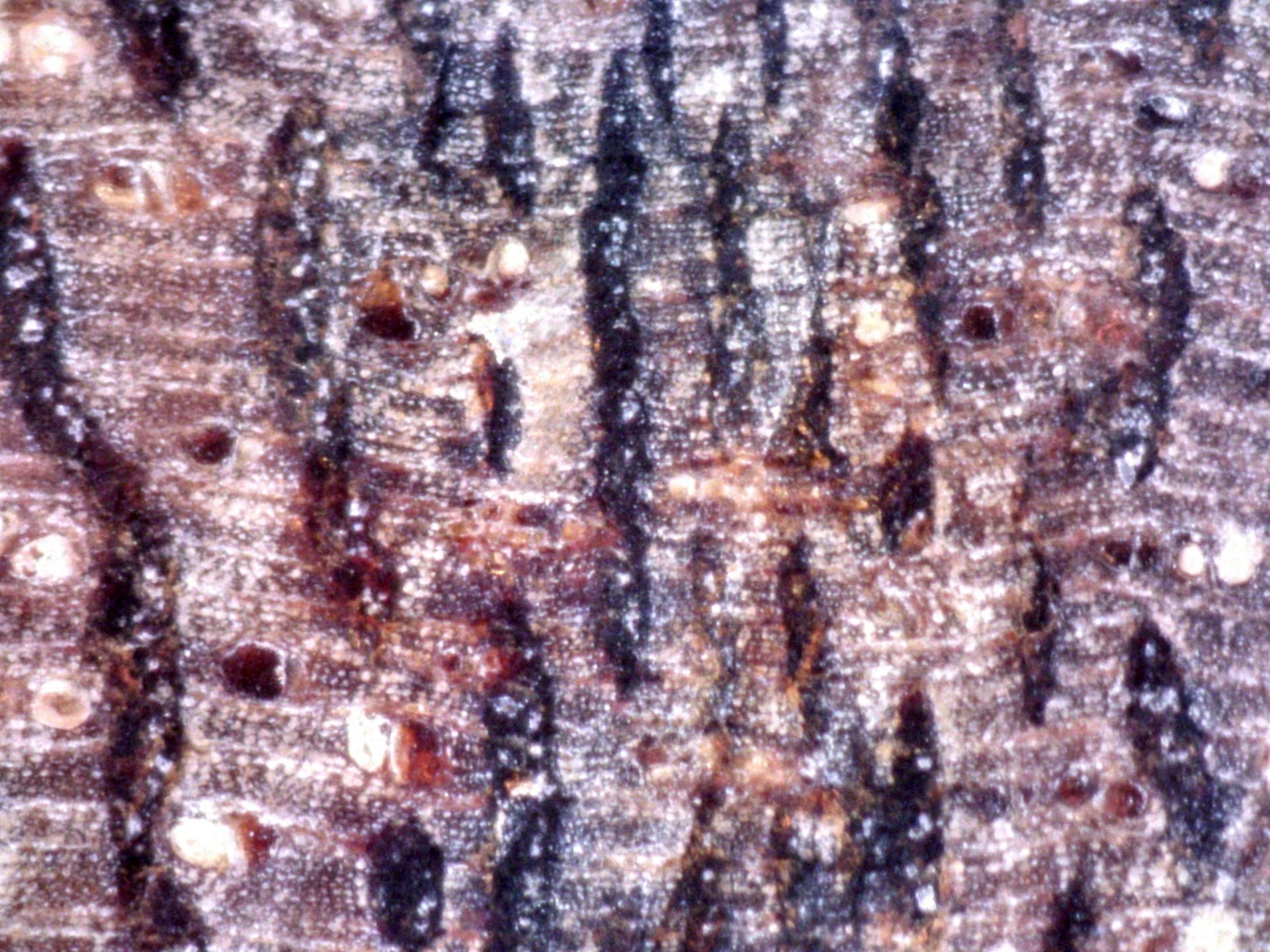 Wild Hoi An Mineralized Agarwood Beads from Vietnam (per gram)