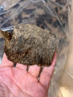 Thick-shelled fruit from Lao Hue An, Vietnam (per gram)