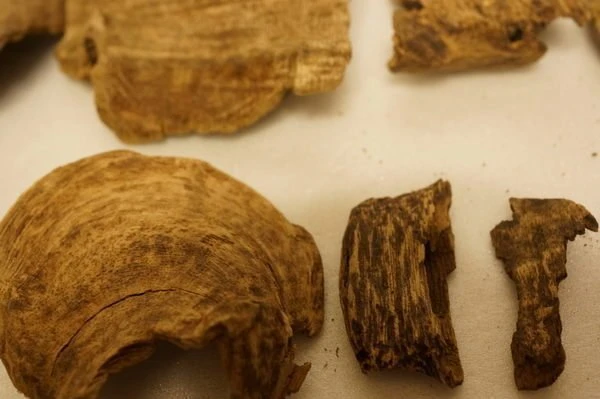 Vietnamese Hue agarwood slices