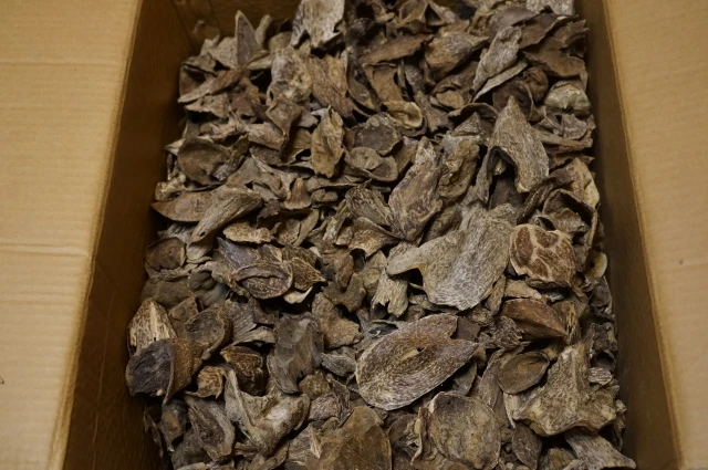 Wild Vietnamese Huian snail shells