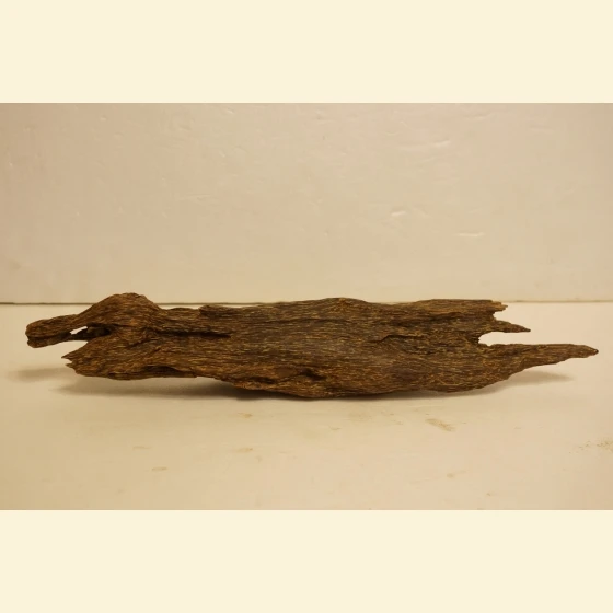 Darakan aquatic plant