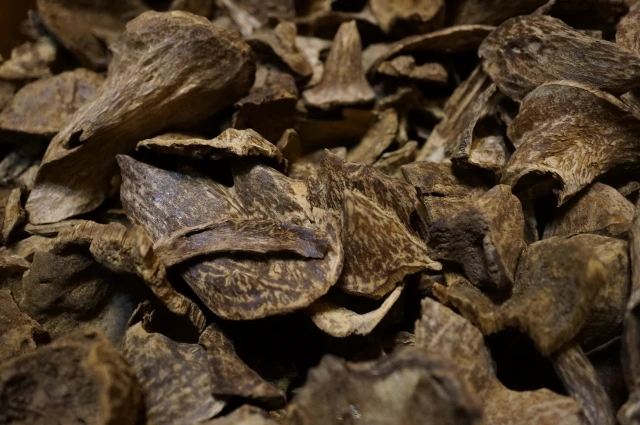 Wild Vietnamese Huian snail shells