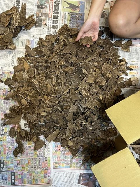 Wild Hong Kong Agarwood Pieces