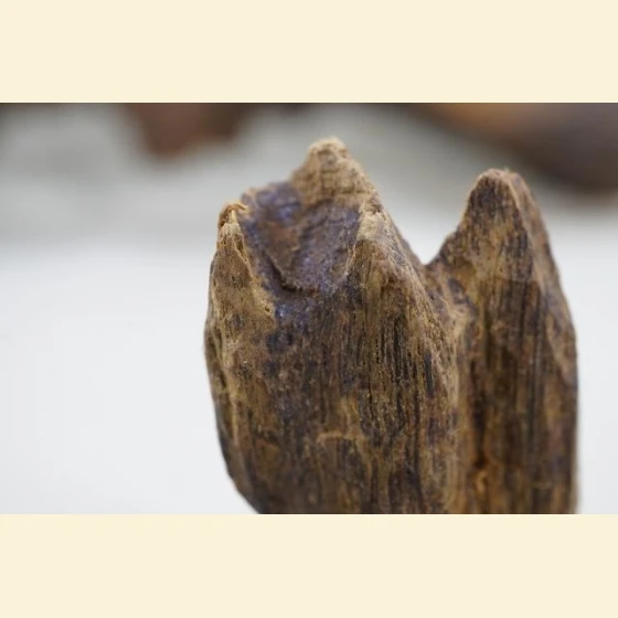 Wild white agarwood from Vietnam (2.89 grams)