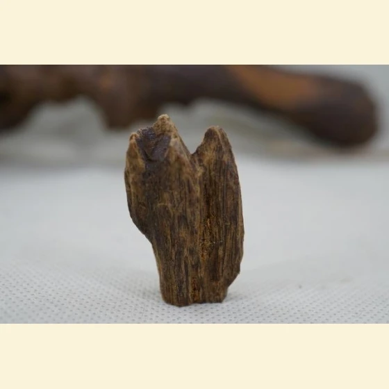 Wild white agarwood from Vietnam (2.89 grams)