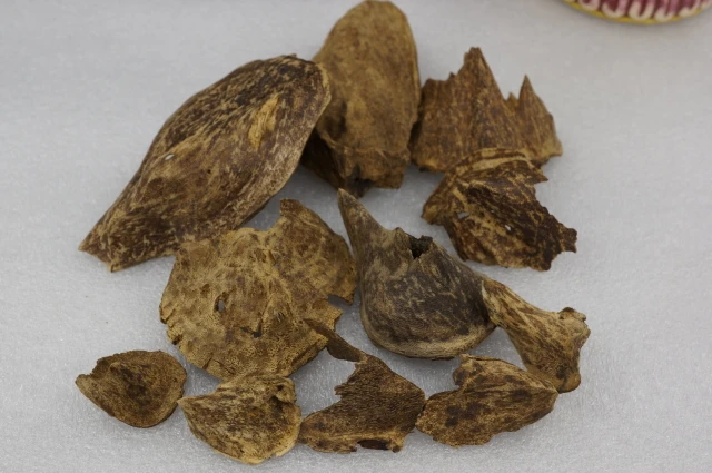 Wild Vietnamese Huian snail shells