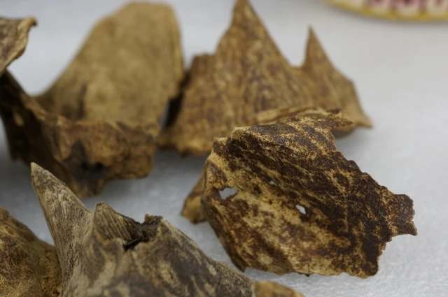 Wild Vietnamese Huian snail shells